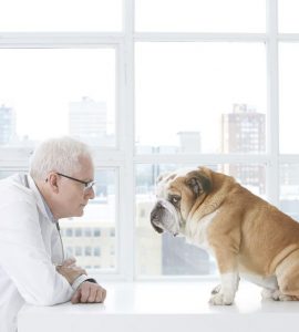Krankheiten bei Haustieren vorbeugen