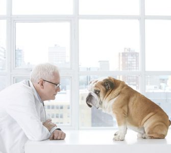 Krankheiten bei Haustieren vorbeugen